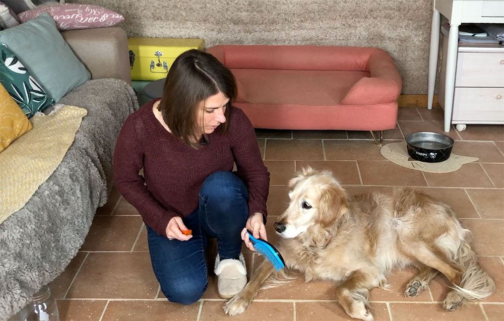 Mon chien n’aime pas la brosse, que faire ?