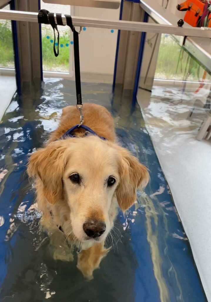 L’arthrose du chien âgé : conseils testés avec mon golden retriever de 15 ans