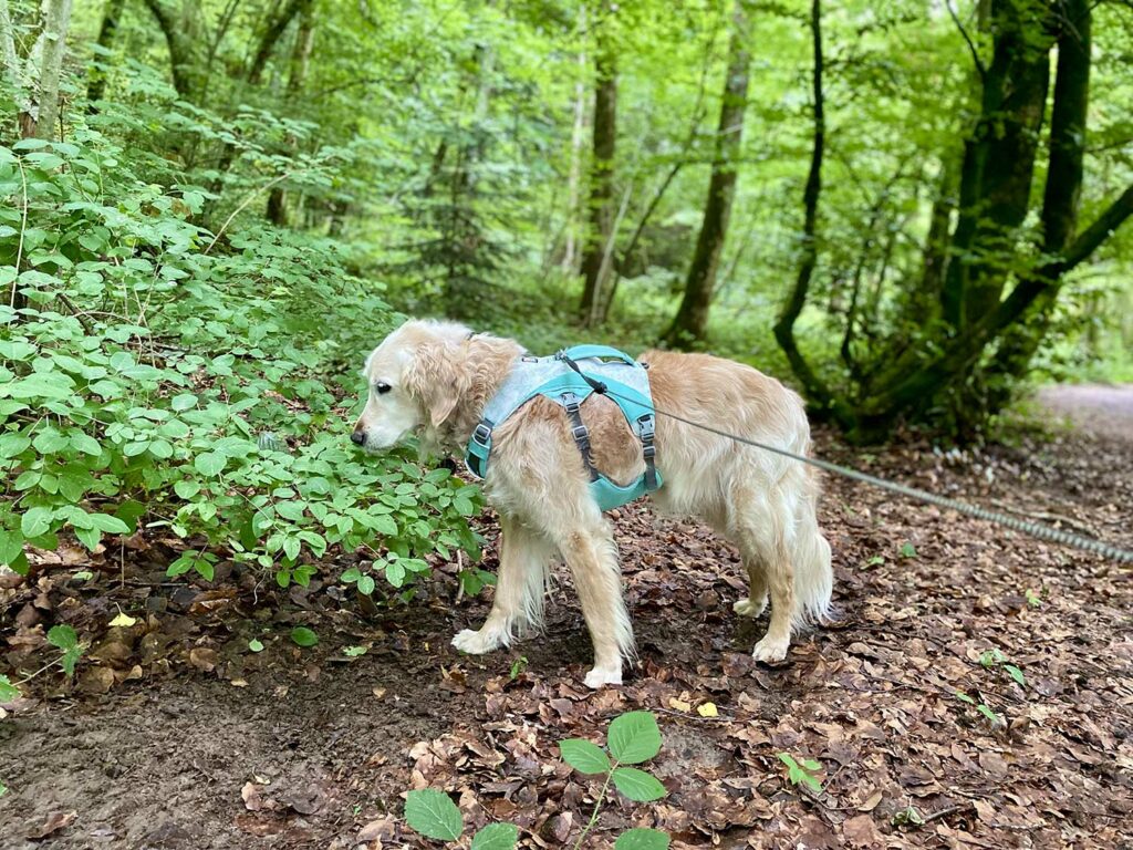 Harnais pour chien âgé quand il fait chaud
