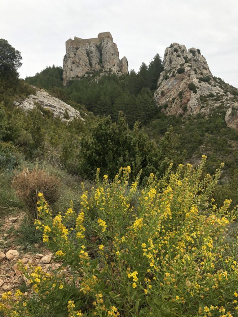 Ruines perchées sur un rocher et fleurs jaunes lors de la balade autour du château de Loarre
