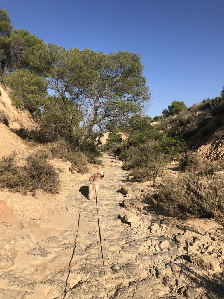 Chien en laisse sur un sentier sableux bordé de pins dans le Monegros