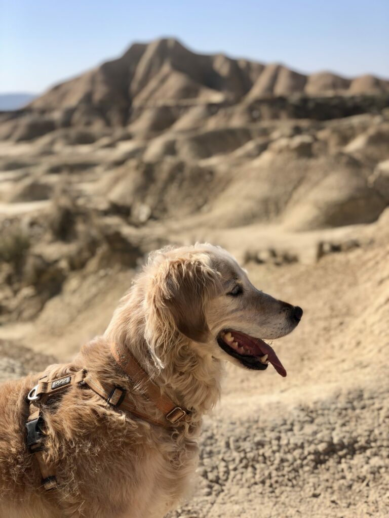 Portrait de Flicker, golden retriever, dans le désert des Bardenas Reales