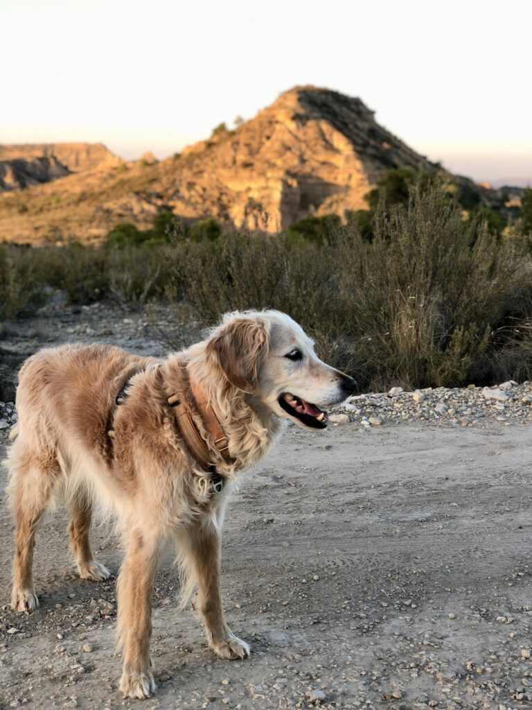 Road trip en Espagne avec mon chien : du désert de Monegros aux Bardenas Reales