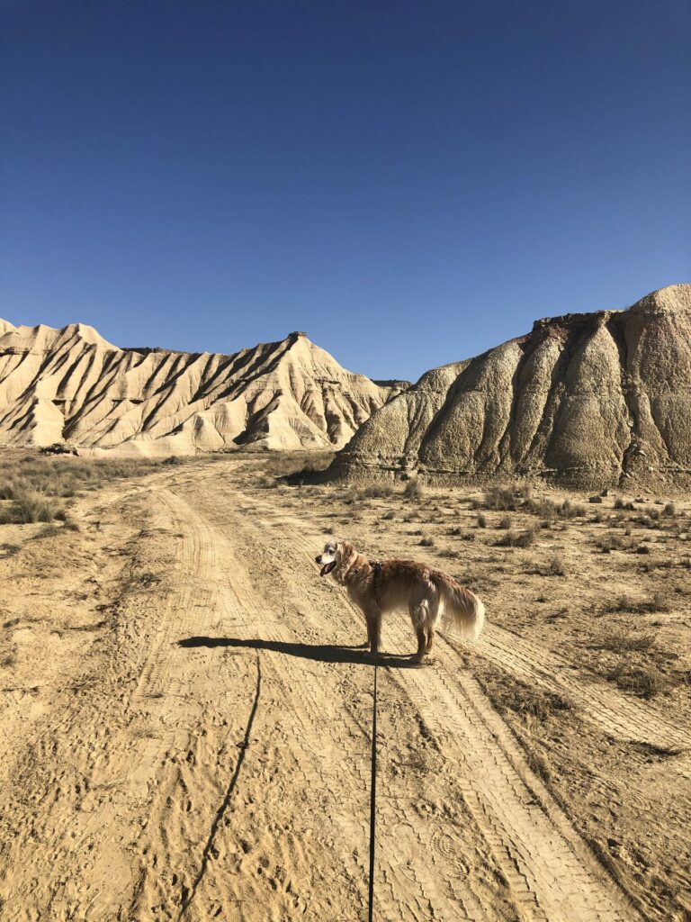 Flicker en laisse sur une piste du désert des Bardenas Reales